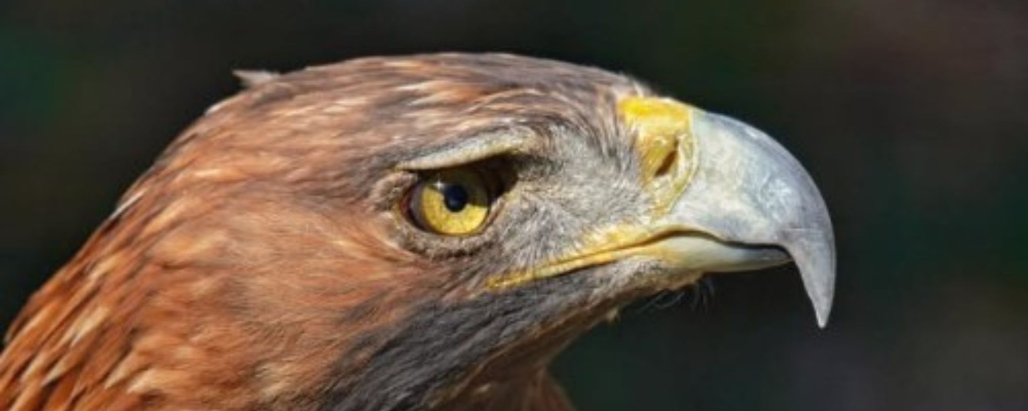 Apadrinar animales salvajes