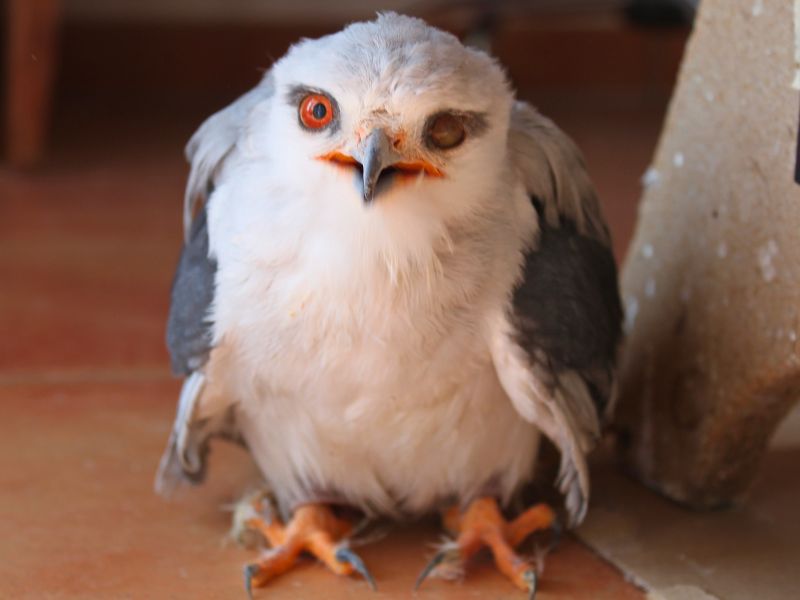 Animales irrecuperables | zoo del pirineu Tax relief and care for nature