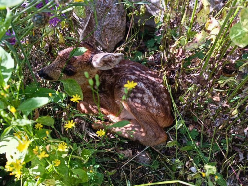 Animales rescatados | zoo del pirineu Tax relief and protection of animals