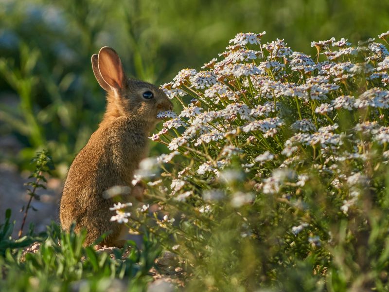 Rabbit food