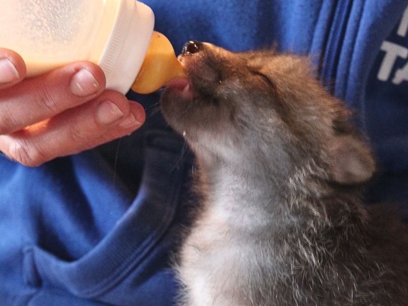 Solidaridad con un zorrito huérfano