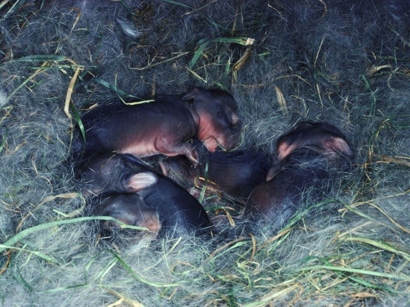 Newborn kittens