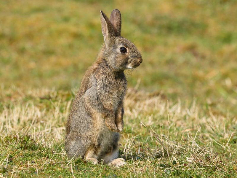 Maximum age of a rabbit