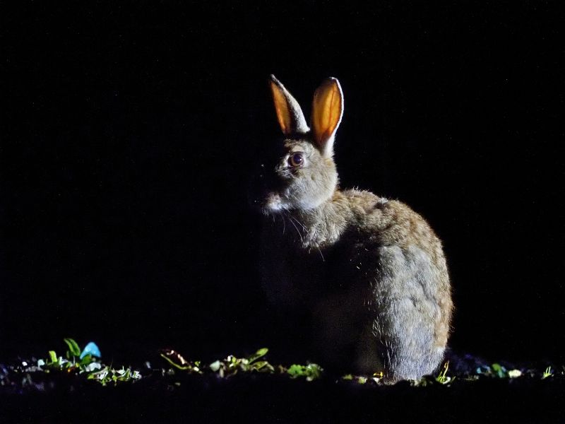 Rabbit is a crepuscular animal