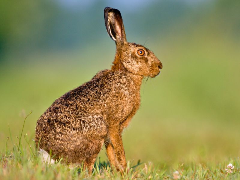 Hare or rabbit?