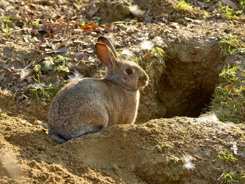 Burrows or rabbit warrens