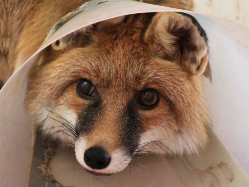 El zorro Murri pasó muchos meses con protección.