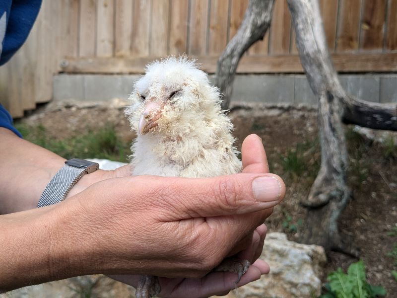 Proyectos de conservación | zoo del pirineu Tax relief and nature conservation
