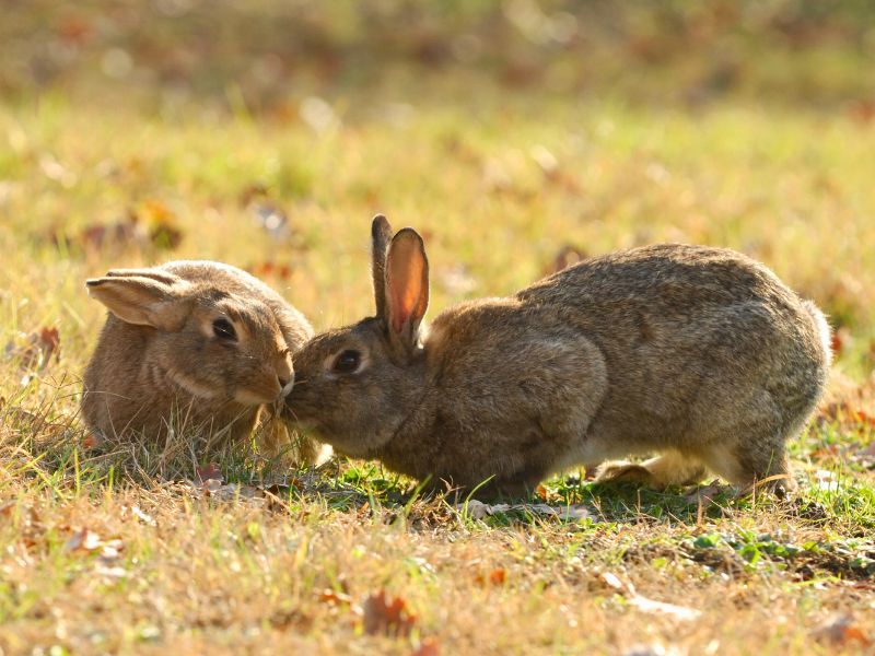 Rabbit reproduction