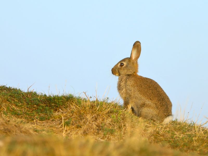 Rabbit territorial behavior