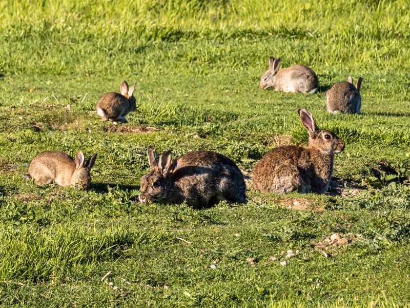 Rabbit colony