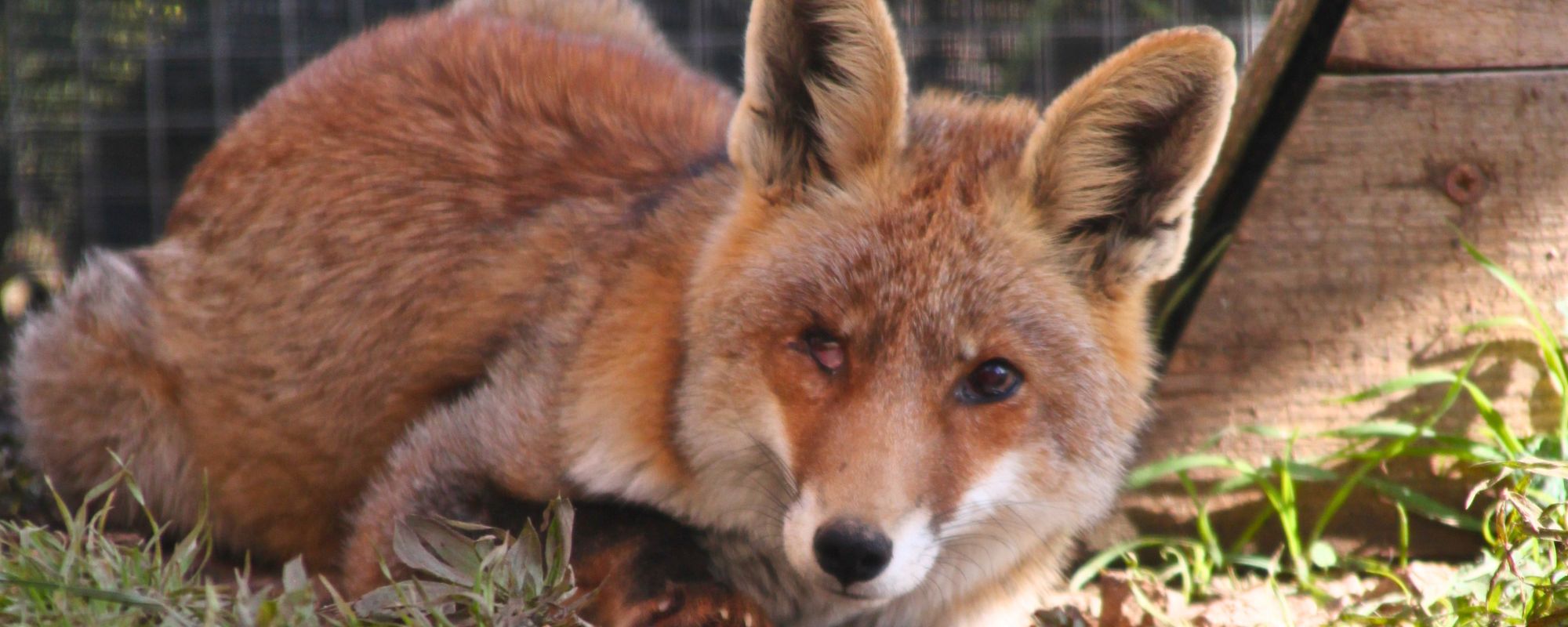 La magia de la solidaridad con animales