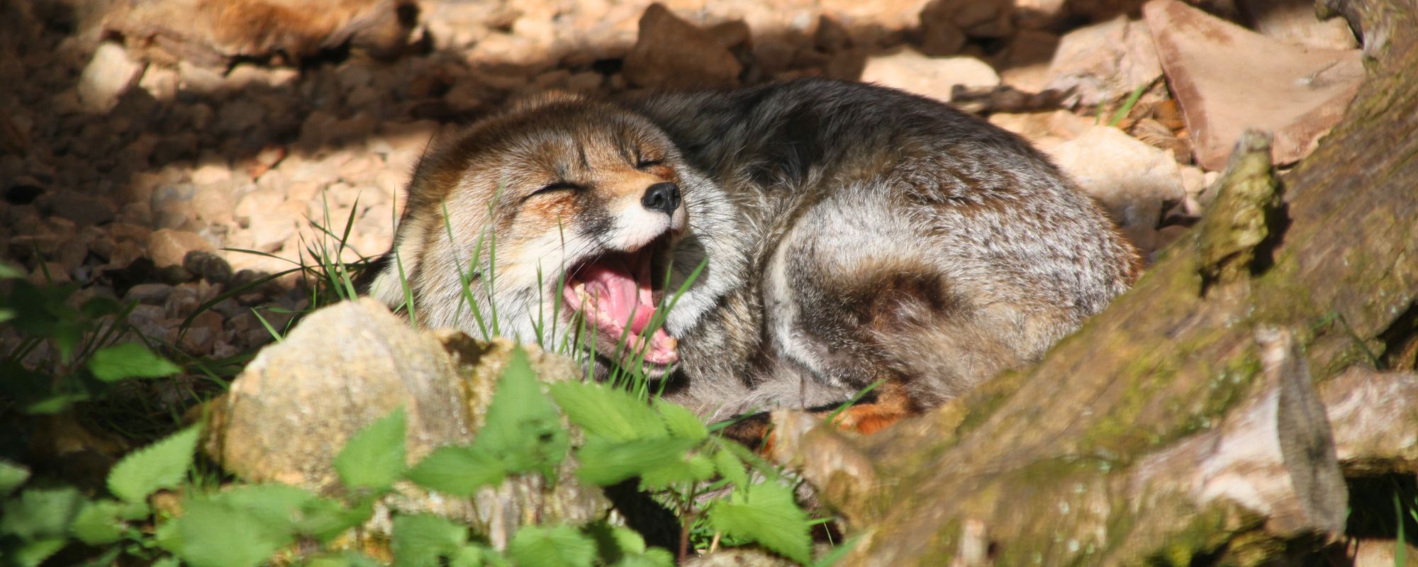 Zorro rescatado 2 | zoo del pirineu Desgravar el impuesto de sociedades y proteger la naturaleza