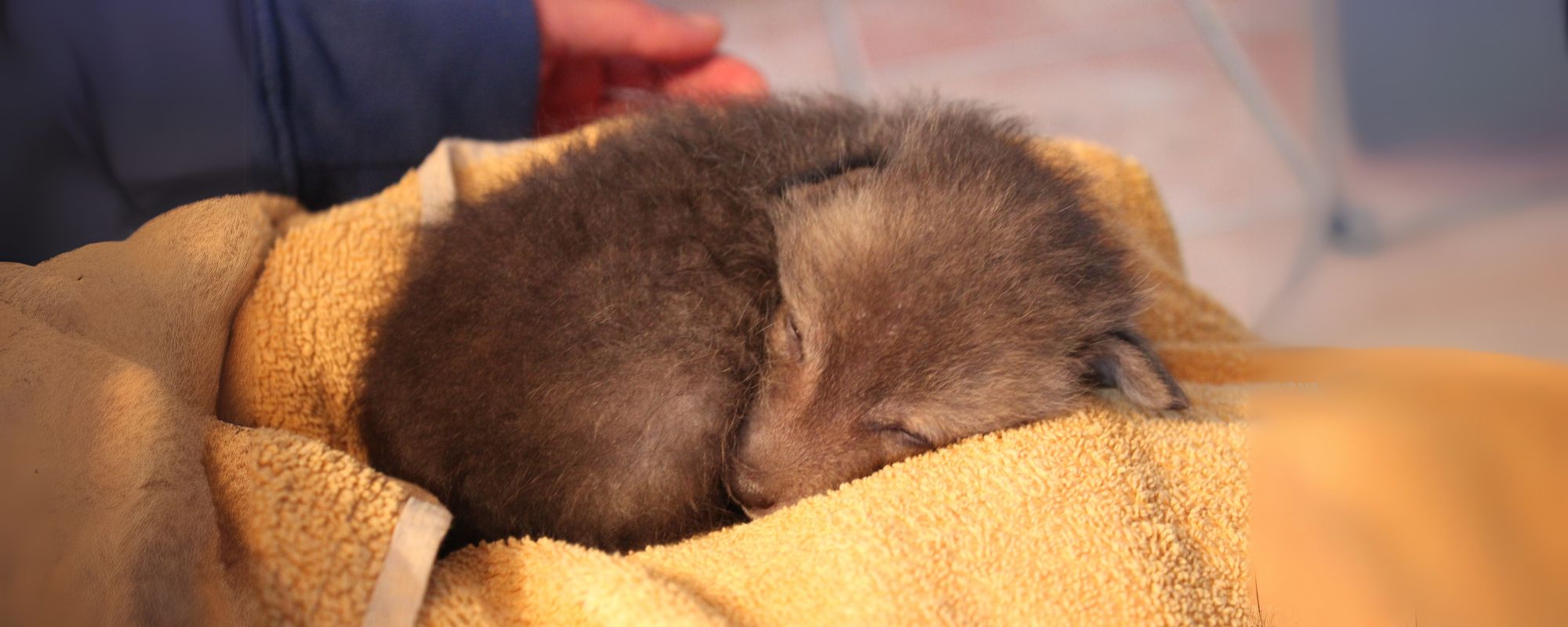 Zorro rescatado | zoo del pirineu Desgravar irpf y ayudar a los animales