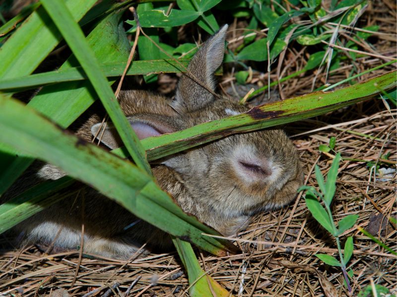 Myxomatosis in rabbits