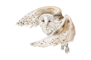 Experiencia búhos | zoo del pirineu Regala a tu padre experiencia búhos