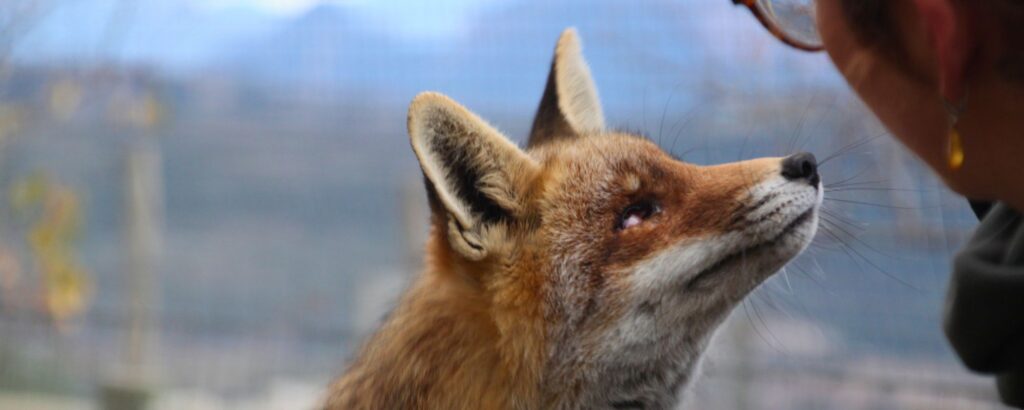 Regalar experiencia con zorro | zoo del pirineu