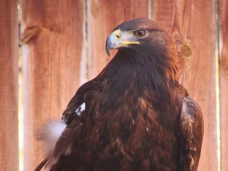 Aguila real gloria | zoo del pirineu Sponsor the golden eagle with a rescued amputated wing injured wild bird adoption