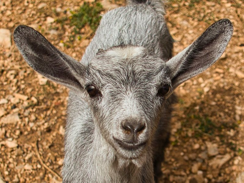 Cabra sofia | zoo del pirineu Sponsor sofia the rescued goat farm animal adoption