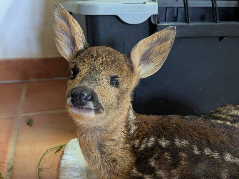 Corzo ciego wonder | zoo del pirineu Sponsor the blind roe deer fawn rescued wild animal adoption