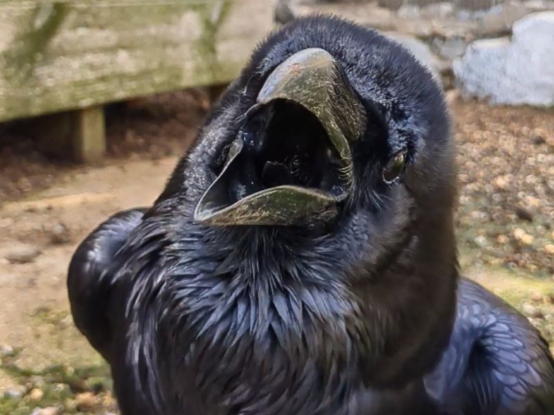 Cuervo alfonso | zoo del pirineu Sponsor the talking raven rescued intelligent bird for adoption