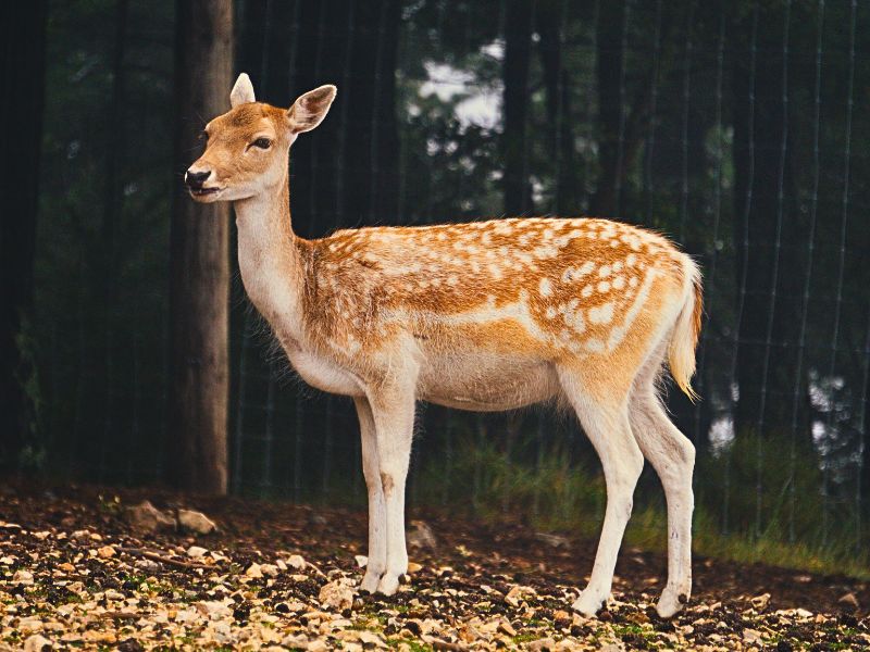 Gamo esquitx | zoo del pirineu Sponsor esquitx the rescued fallow deer wild animal adoption