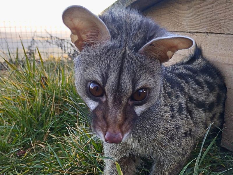 Geneta helen | zoo del pirineu Sponsor helen the blind common genet rescued wild animal adoption