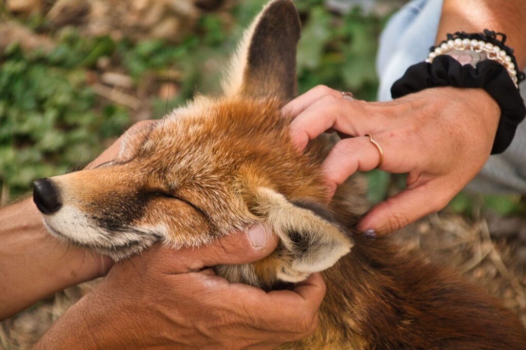 Guineu nikki 20230906 jordi francone 35 | zoo del pirineu