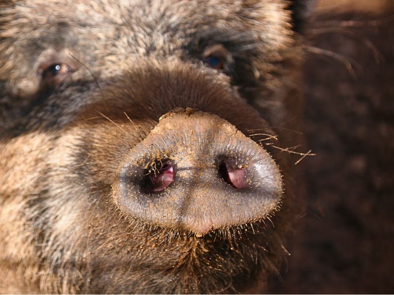 Jabalí ariel | zoo del pirineu Sponsor ariel the rescued wild boar animal sponsorship
