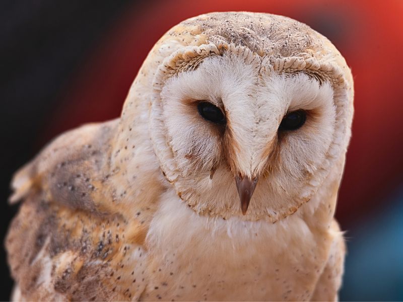 Lechuza maria dolors | zoo del pirineu Sponsor maria dolors the barn owl rescued nocturnal bird adoption