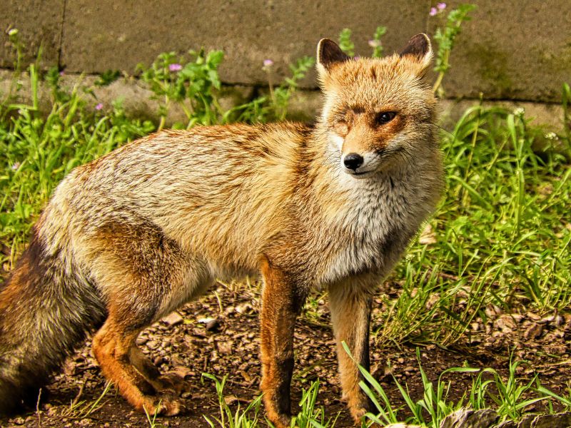 Zorro ciego merce | zoo del pirineu Sponsor merce the blind red fox rescued wild animal for adoption