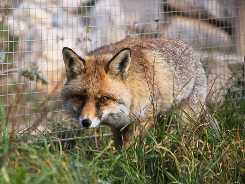 Zorro marti | zoo del pirineu Sponsor martí the rescued red fox blind wild animal for adoption