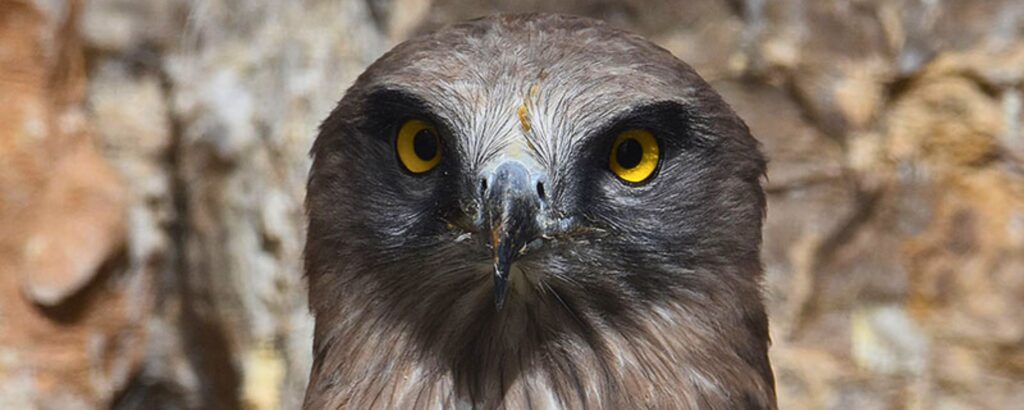 Aguila culebrera | zoo del pirineu