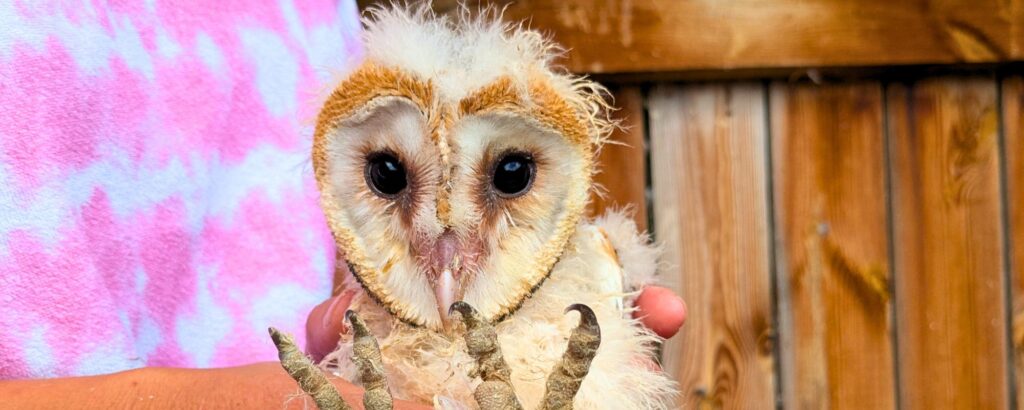 Cria de lechuza que vuelve a la naturaleza gracias a una donación solidaria