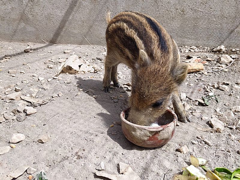 Veterinaria de fauna salvaje supervisando la alimentación de un jabalí en el refugio diseñando dietas adecuadas