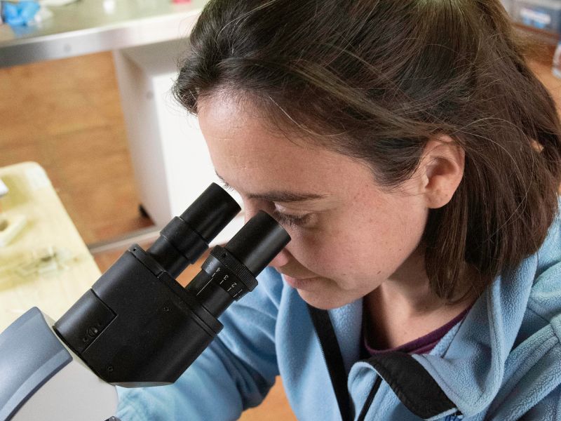 Veterinaria de fauna salvaje observando muestras de excrementos bajo microscopio para prevenir enfermedades