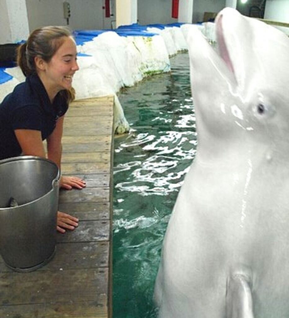 Veterinaria en prácticas en el oceanográfico de valencia trabajando con un beluga Especialización en fauna salvaje marina