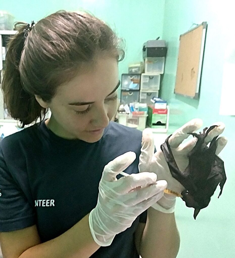 Veterinària manipulant un ratpenat en un centre de recuperació de fauna salvatge a filipines Primer treball en conservació i rescat
