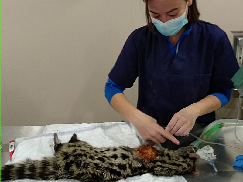 Veterinaria de fauna salvaje operando a una jineta herida en quirófano del centro de rescate