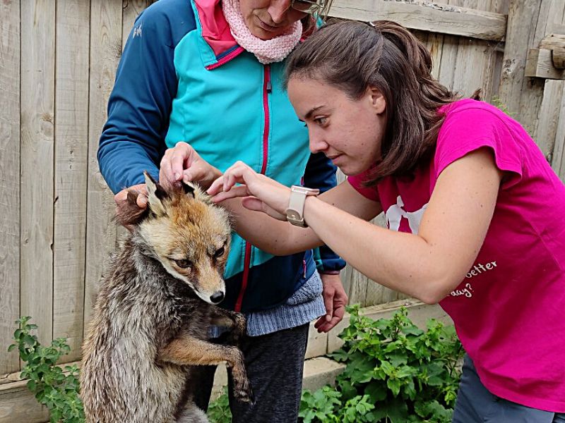 Veterinaria de fauna salvaje revisando a un zorro en el zoo del pirineo garantizando su bienestar y salud