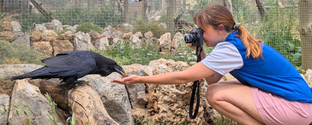 Voluntariado con animales salvajes | zoo del pirineu Voluntariado con animales salvajes en el zoo del pirineu