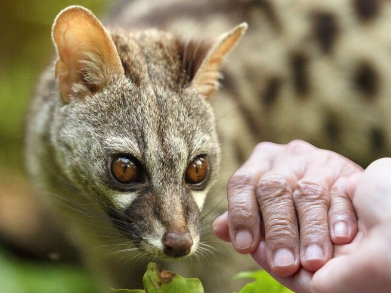 Jineta helen del zoo de los pirineos rehabilitada tras atropello gracias a donantes recurrentes