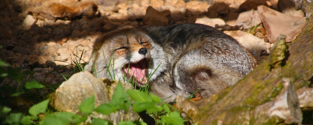 Zorro rescatado descansando en el refugio del zoo del pirineu imagen inspiradora que refleja el propósito de un trabajo en ong dedicado a proteger la fauna salvaje