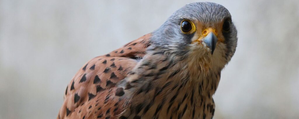 Regalos de navidad originales que protegen animales salvajes durante todo el año