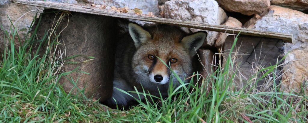 Zorro martí animal apadrinado en navidad vive tranquilo y acompañado tras perder parte de la visión