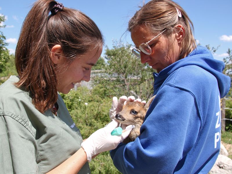 Centro de rescate de animales salvajes a cataluña | zoo del pirineu