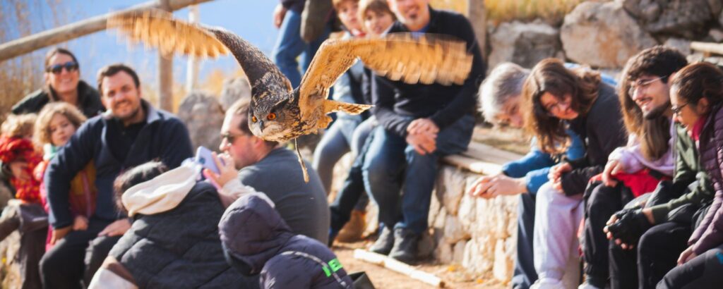 Exhibición de vuelo con descuento en el zoo del pirineu con búho real volando sobre los visitantes