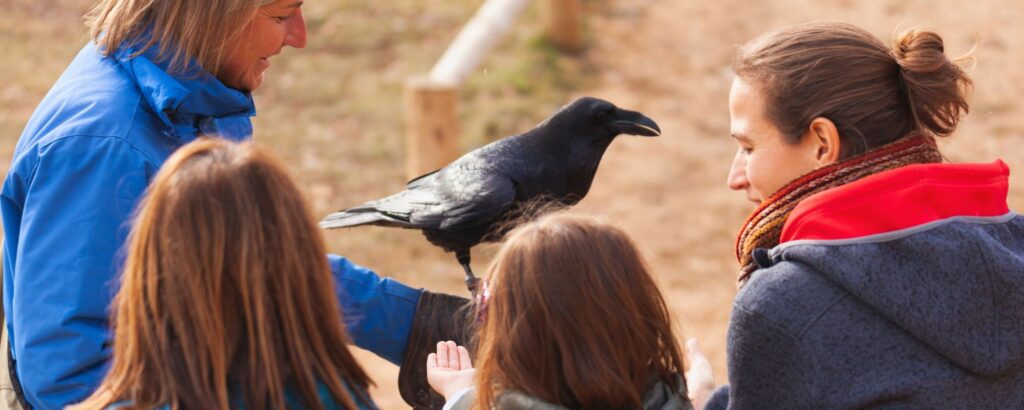 Exhibición de vuelo con descuento con interacción cercana entre visitantes y un cuervo en el zoo del pirineu