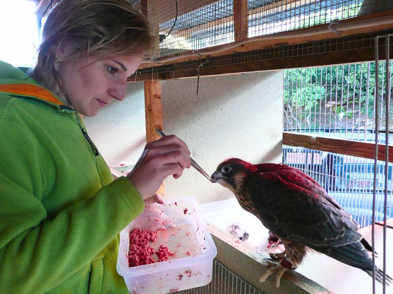 Stania kuspertova | zoo del pirineu