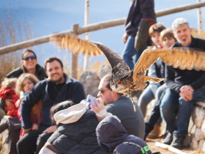 Exhibición de vuelo con aves rapaz | zoo del pirineu